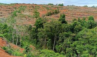 Perusahaan Perkebunan di Bengkulu Utara Langgar Aturan Penanaman Sawit