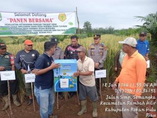 Sebelum Ada Kesatria, Padi Gogo Sudah Jadi Tanaman Sela di Lahan Replanting di Riau
