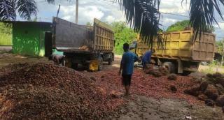 Naik Lagi, Harga Sawit Kalbar Dibeli Rp2.555.83/Kg