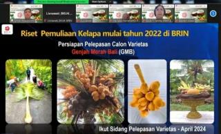 Perakitan Varietas Unggul Palma Selain Sawit Masih Minim, BRIN Genjot Riset