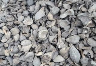 Cangkang Sawit Mampu Memperkuat Ekonomi Bengkulu, Kok Bisa!