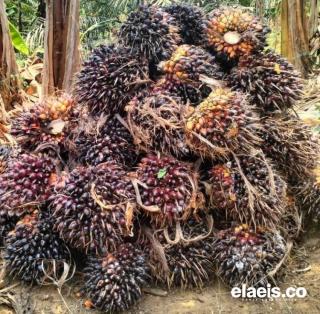 Harga Sawit di Babel Naik Jadi Segini