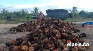 Harga Sawit di Sumut Meledak, per Kilo Rp2.849.72