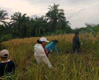 Pakai Dana Desa, Puluhan Hektar Kebun Sawit dan Karet Ditanami Padi Gogo