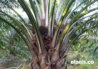 Parah! Ternyata Ini Penyebab Produksi TBS Kelapa Sawit di Bengkulu Tengah Menurun