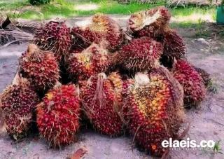 Alamak! Produksi TBS Kelapa Sawit di Bengkulu Turun 15 Ribu Ton
