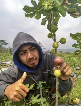 Petani Sawit di Bengkulu Jangan Malas Tanam Bibit Buah