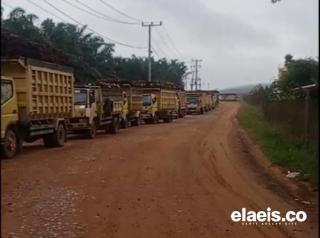 Sudah Hampir Sepekan Antrian TBS Terjadi di Kukar. Petani Sumringah. Lho?