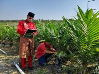 Pemkab Mukomuko Akan Berikan 100 Ribu Bibit Sawit Unggul Gratis untuk Petani