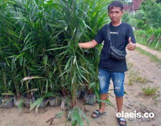 Program Bantuan Bibit Kelapa Sawit Unggul di Mukomuko Tuai Kritik