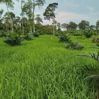 Duh! Baru 1 Persen Pemanfaatan Lahan Sawit di Bengkulu