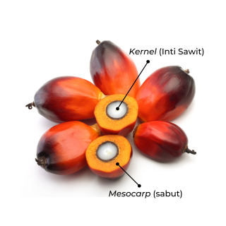 Harga Kernel PT Inecda Tertinggi di Riau, Kalahkan Perusahaan Mitra Plasma