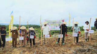 Padi Gogo Mulai Ditanam di Kebun Sawit Petani Paser, Potensinya 7.410 Hektar 