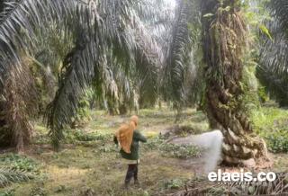 Pupuk Jadi Penyebab Tanaman Kelapa Sawit di Bengkulu Tak Produktif, Kok Bisa!