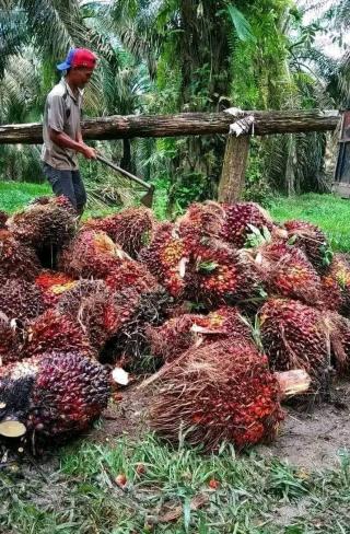 Tembus Rp 2.600 Harga TBS Mitra Plasma Wilayah Timur Aceh Periode 14-27 Maret 2024