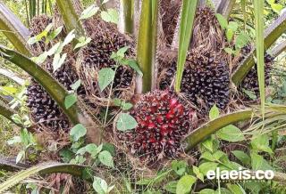 Harga TBS Kelapa Sawit di Bengkulu Utara Tembus Rp 2.600 Per Kilogram