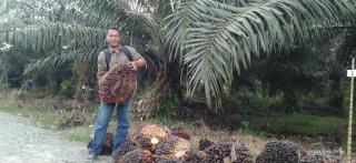 Tiga Tahun Lebih 235 Petani di Desa Menjelutung Kaltara Gigit Jari