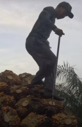 Minimnya Dokumentasi Petani Sawit Swadaya di Pelalawan dan Kuansing dalam Menerapkan Sertifikasi RSPO