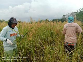 Dana Desa Berkurang, Program Ketahanan Pangan di Lahan Replanting Mandeg