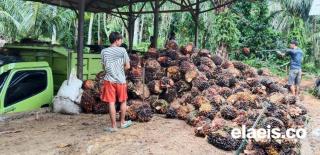 Harga TBS Kelapa Sawit Stabil di Bengkulu Tengah Menjelang Idul Fitri 1445 H, Segini Besarannya!