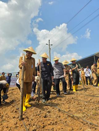 Kebun Sawit di Muara Enim Mulai Ditanami Padi Gogo, Potensinya 1.266 Hektar