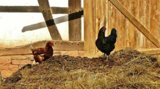 Kotoran Ayam Bisa Jadi Pupuk Alternatif Tanaman Kelapa Sawit, Ini Keunggulannya!