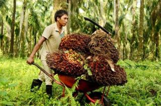 Harga TBS Kelapa Sawit di Mukomuko Terus Turun, Petani Khawatir Tak Bisa Merayakan Lebaran