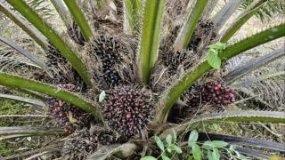 Tanaman Kelapa Sawit Berbuah Kecil dan Tak Berisi, Ini Penyebab dan Solusinya!