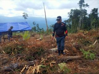 3,3 Juta Hektar Sawit di Kawasan Hutan, Baru 362.820 Hektar Terbit SK Pelepasan