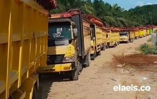 Padatnya Antrean Kendaraan Angkutan TBS Kelapa Sawit Jelang Lebaran Idul Fitri