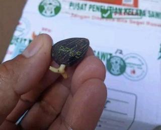 Tak Jual Benih Kelapa Sawit Bersertifikat Bakal Ditindak