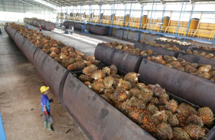 Harga TBS Sawit Produksi Petani Mitra Naik di PKS, Swadaya Sebaliknya