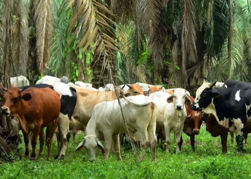 Terus Dorong SISKA, Tiga Provinsi Bakal Dilibatkan Ditjen PKH Kementan