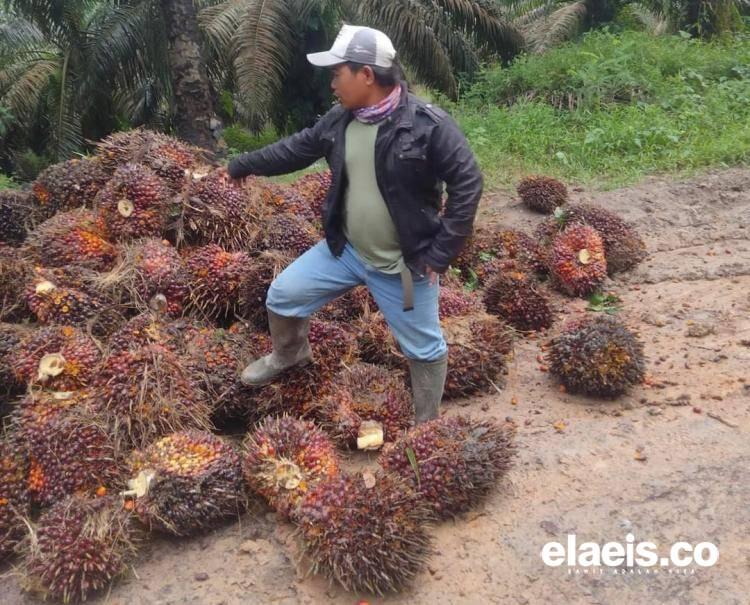 Bukannya Naik, Harga TBS Kelapa Sawit di Bengkulu Malah Ditetapkan Segini