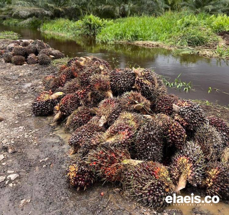 Pemprov Kalteng Optimalkan DBH, Petani Minta Alokasi Guna Penyelesaian Penjarahan 