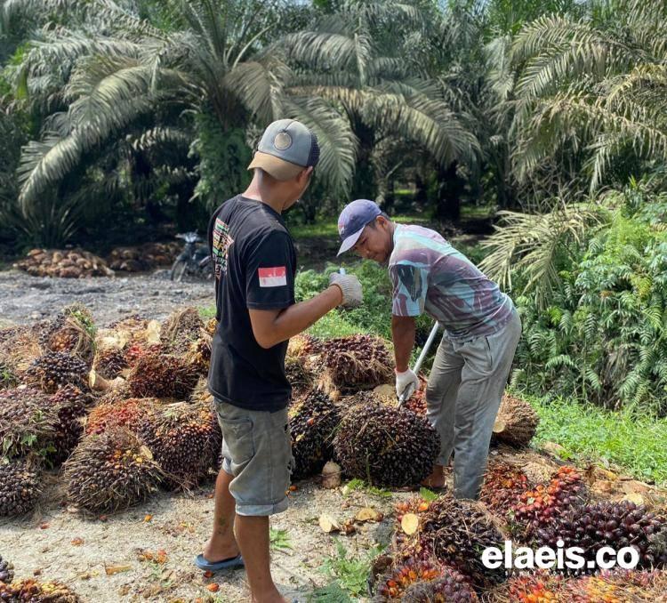 Harga Sawit di Sumbar Nanjak Terus, Kini Rp3.044,68/Kg