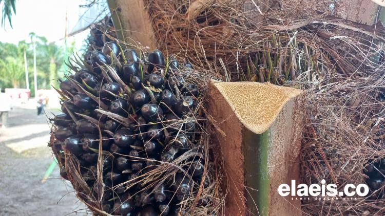 Indonesia Berpotensi Kehilangan Market Jutaan Ton CPO