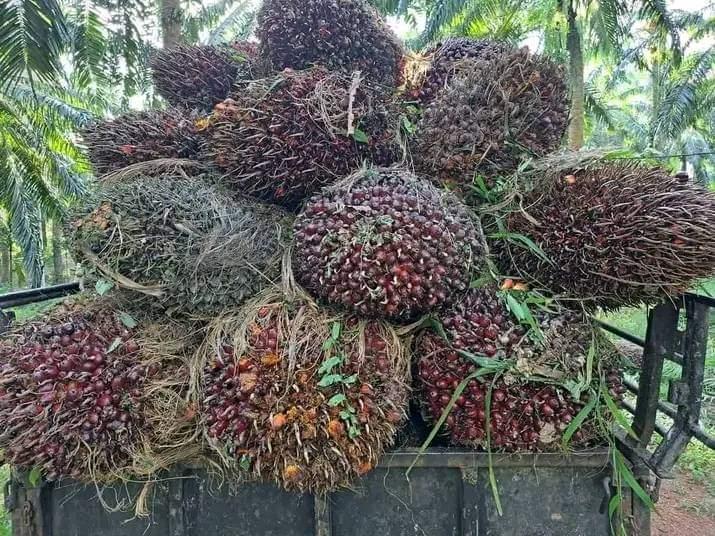 Manisnya Harga TBS Tidak Sampai ke Petani Sawit di Simalungun