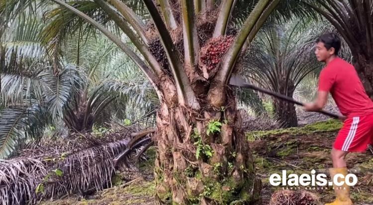 Petani Kelapa Sawit Diimbau Panen Sebelum Mudik Lebaran Idul Fitri
