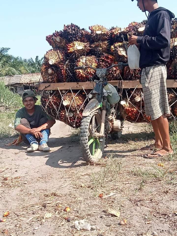 Petani Sawit Swadaya di Kabupaten Ini Tersenyum, Harga TBS Menuju Rp 3.000 Per Kg