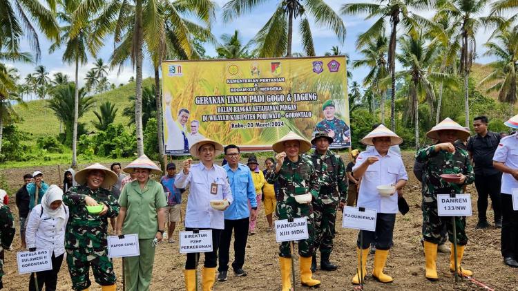 Antisipasi Krisis Pangan, Kebun di Pohuwato Ditanami Padi Gogo