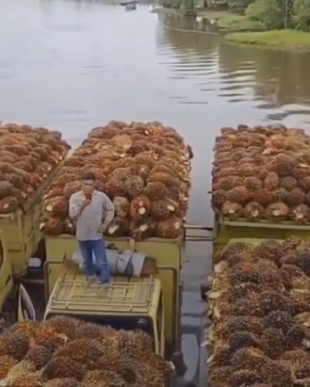 Di Sumsel, Harga TBS Disbun Provinsi Keok Dibandingkan Harga TBS RAM