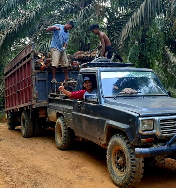 Harga CPO Ngegas Naik, Eh di Aceh Harga TBS Petani Malah 