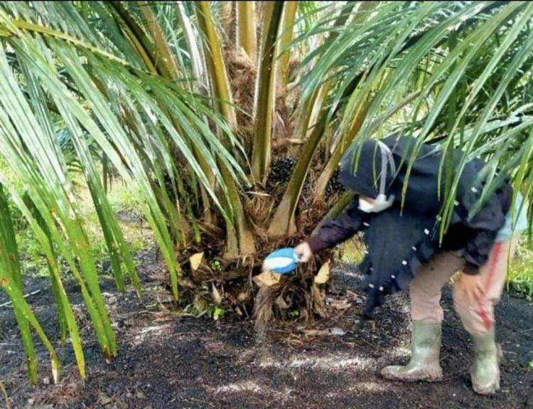 Sudah Memberi Pupuk, Produksi TBS Kelapa Sawit Tak Sesuai Harapan, Ini Solusinya