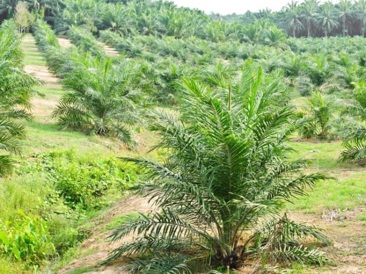 Tak Perlu Direspon Berlebihan, Membengkaknya Luas Kebun Sawit Justru Dinilai Bagus