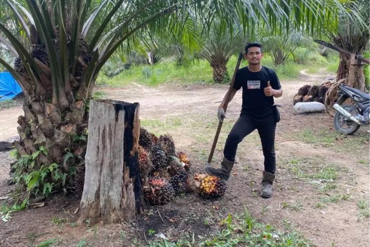 Petani Sawit di Bengkulu Terpaksa Jual Kebun untuk Biayai Pendidikan Anak