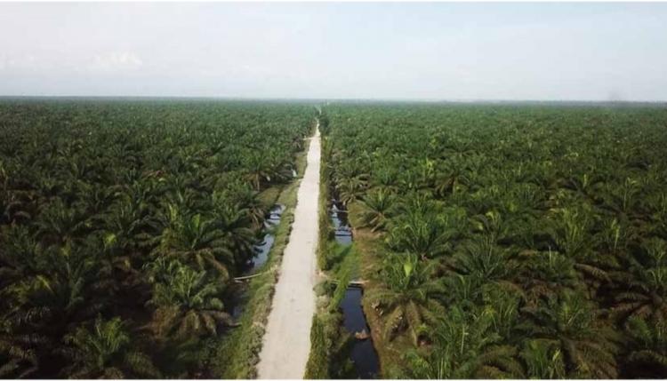 Punya 565.135 Hektare Kebun Sawit, ini Diantara Manfaat yang Dirasakan Aceh