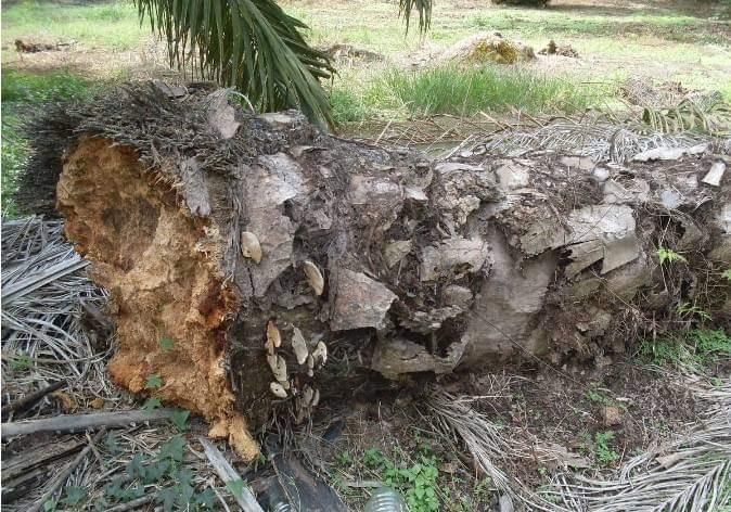 Tanaman Sawit Tumbang dan Mati, Bisa Jadi Karena Ini!