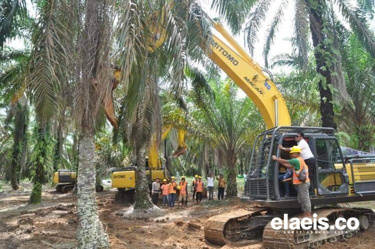 Ternyata Replanting Solusi Tepat Untuk Tingkatkan Produktivitas Tanaman Sawit