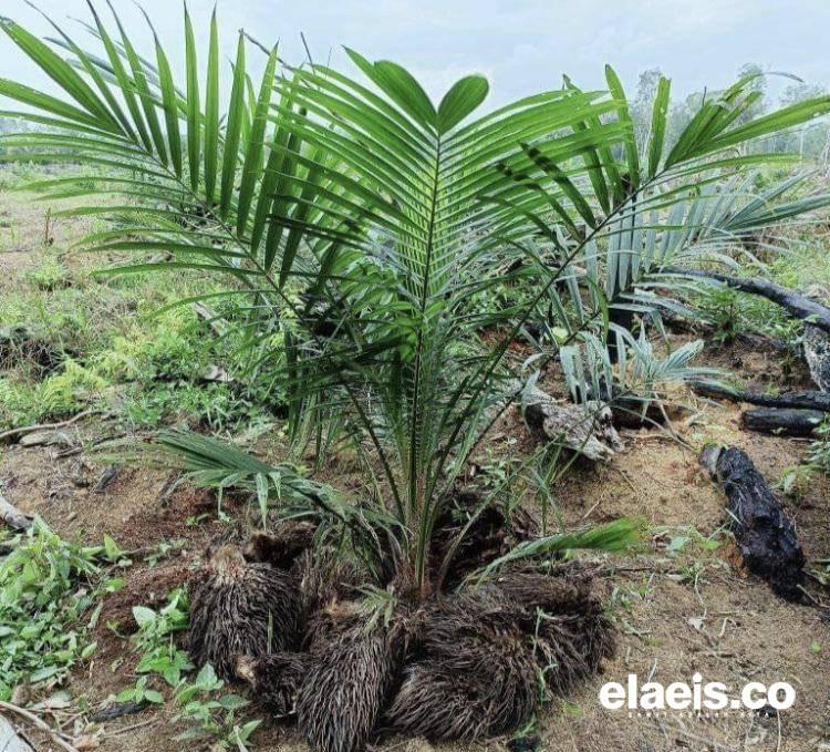 Tanaman Sawit Lambat Berbuah, Jangan-Jangan Karena Hal ini